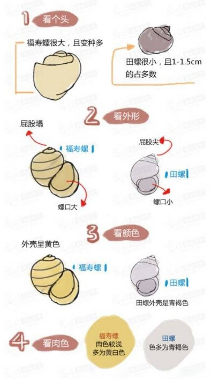 【一张图片教你区分福寿螺和田螺】#福寿螺在成都遇到天敌了#给大家