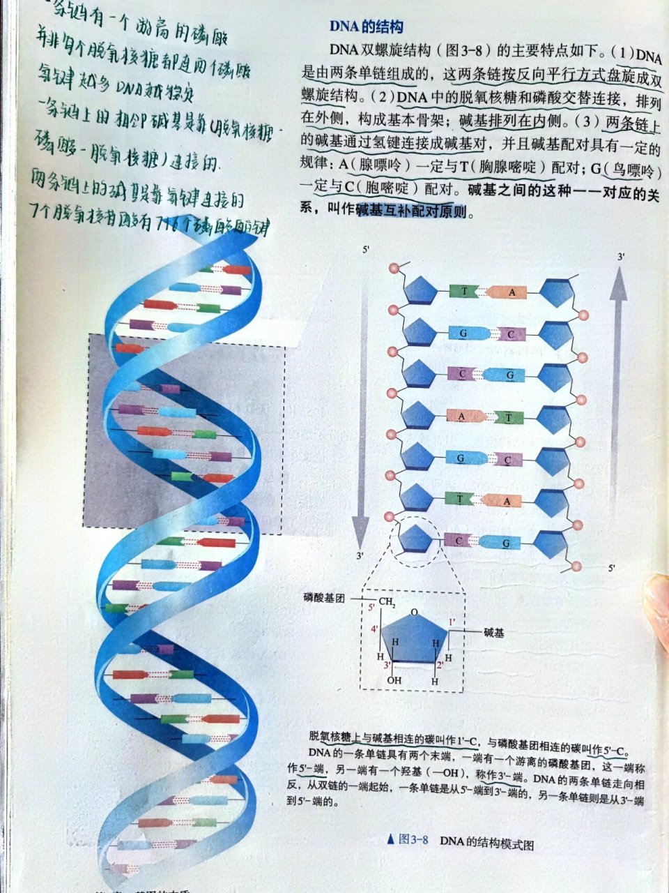 DNA的功能图片