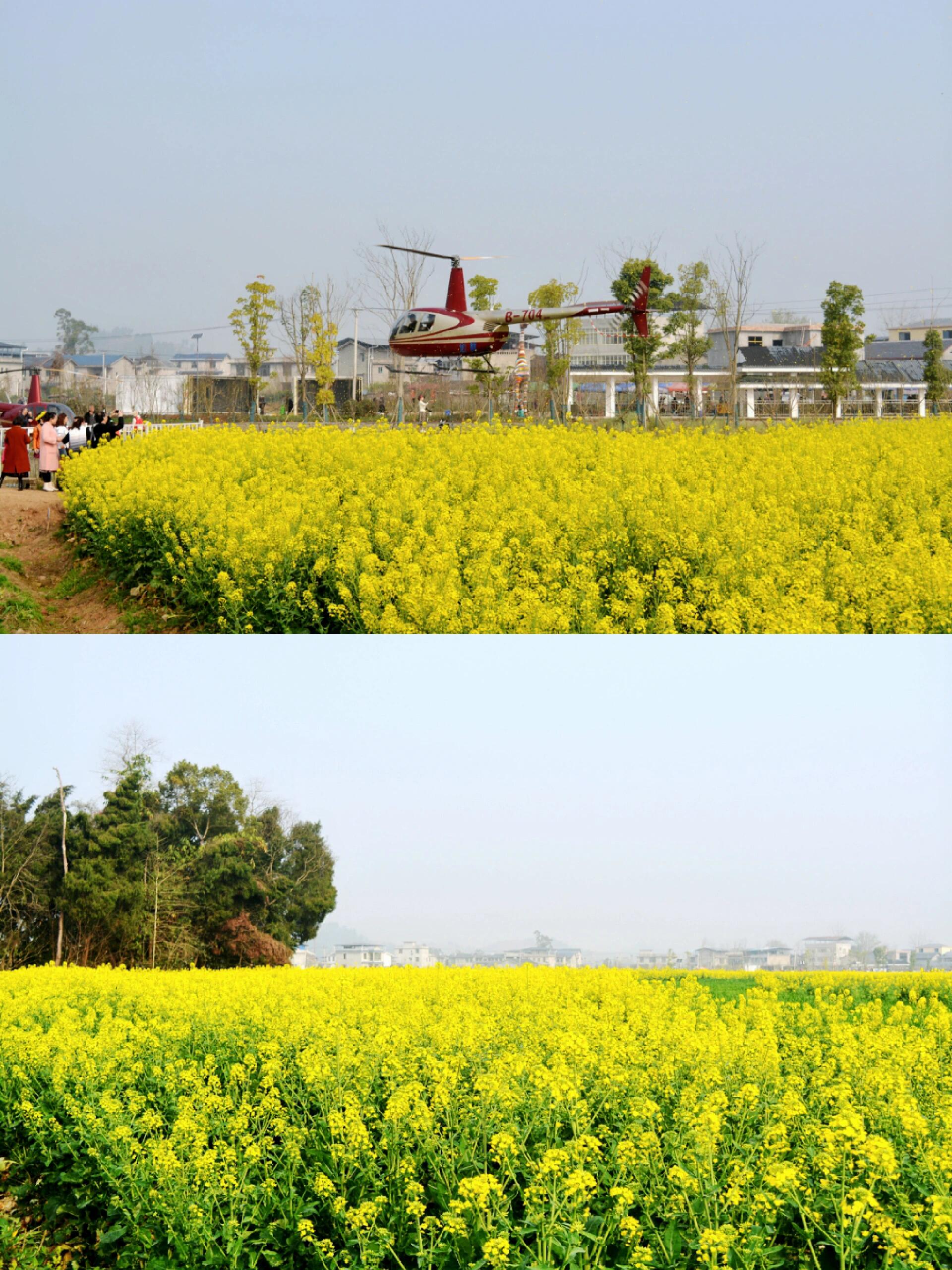 重庆西北部的潼南区油菜种植基地崇龛镇陈抟故里景区万亩油菜花又竞相
