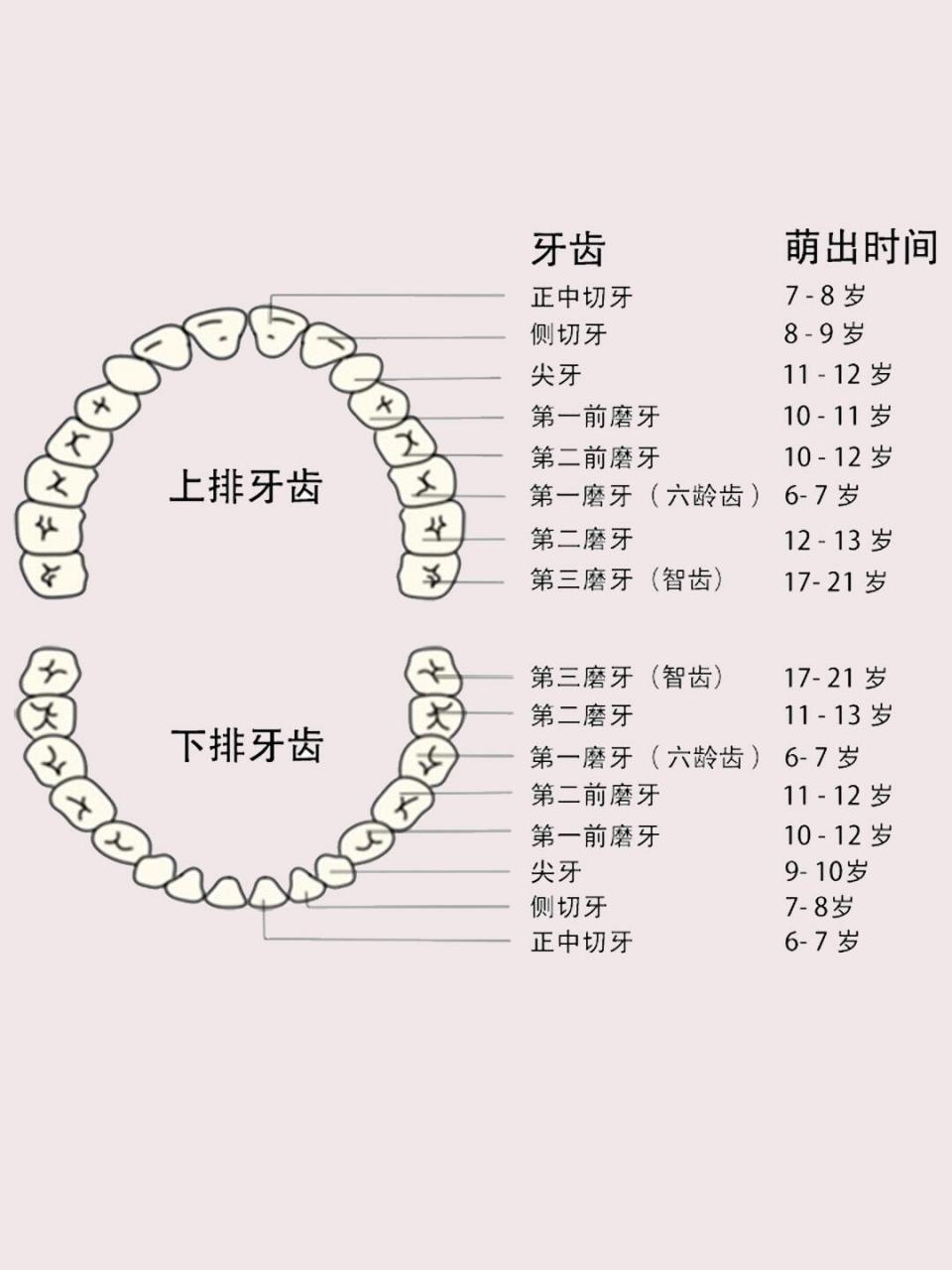 小孩哪些牙齿会换图片