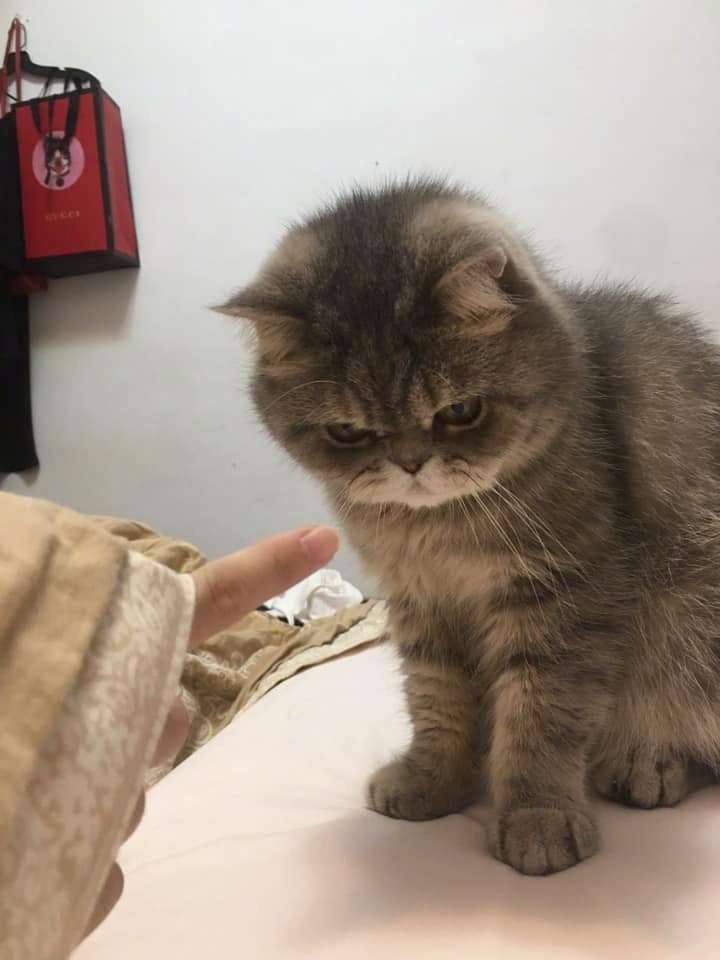 猫咪被训斥后.