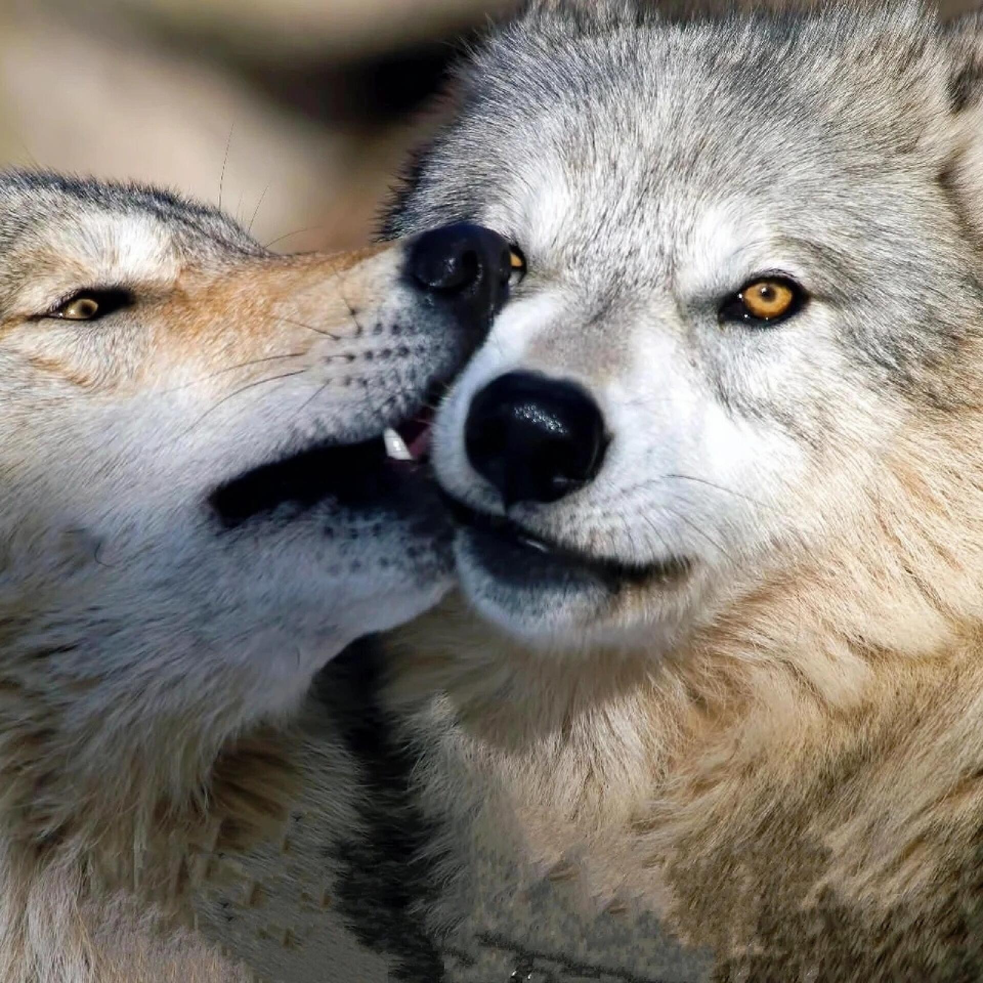 大多存在着心机与利益,我更羡慕狼之间的感情,狼是一夫一妻制,公狼不