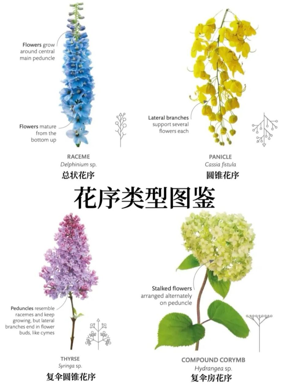 常见的花序图片