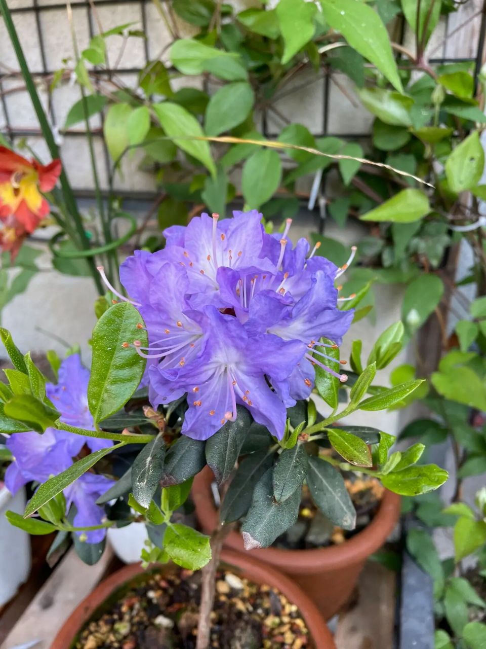 蓝色杜鹃 火山湖