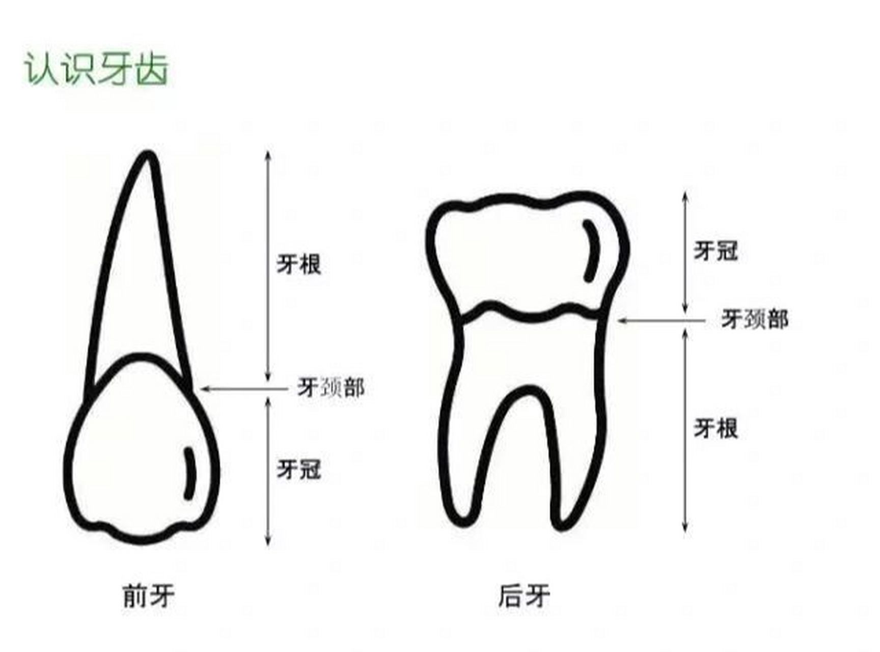 牙釉质在哪个部位图片