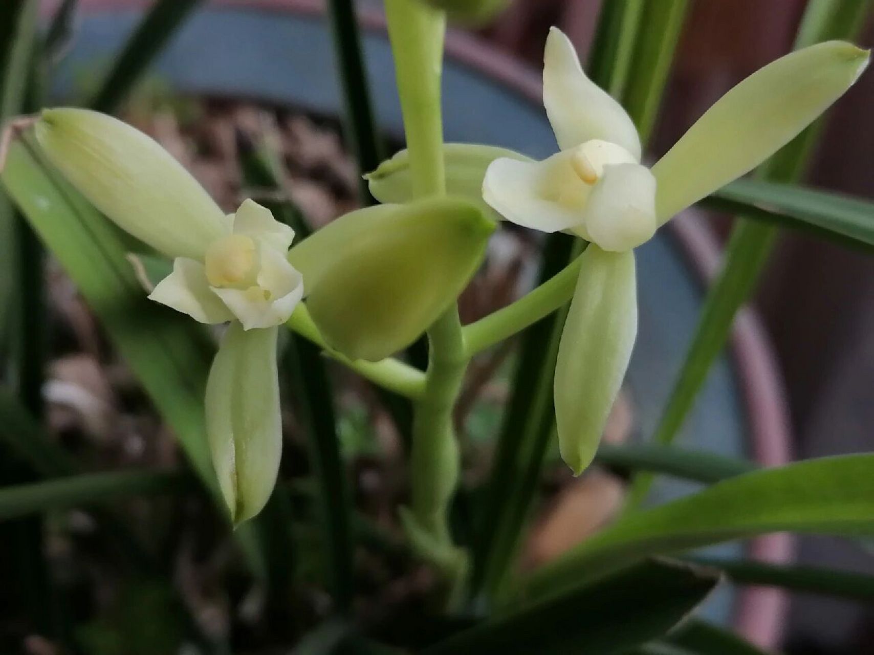 立秋开的兰花—铁骨素 立秋了,那么盛夏的话 ,我们秋天继续说.