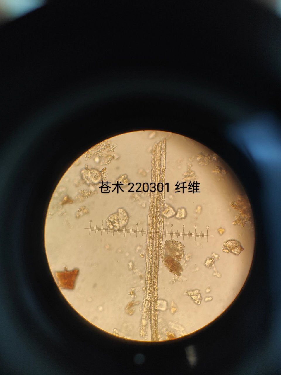 中药显微—苍术