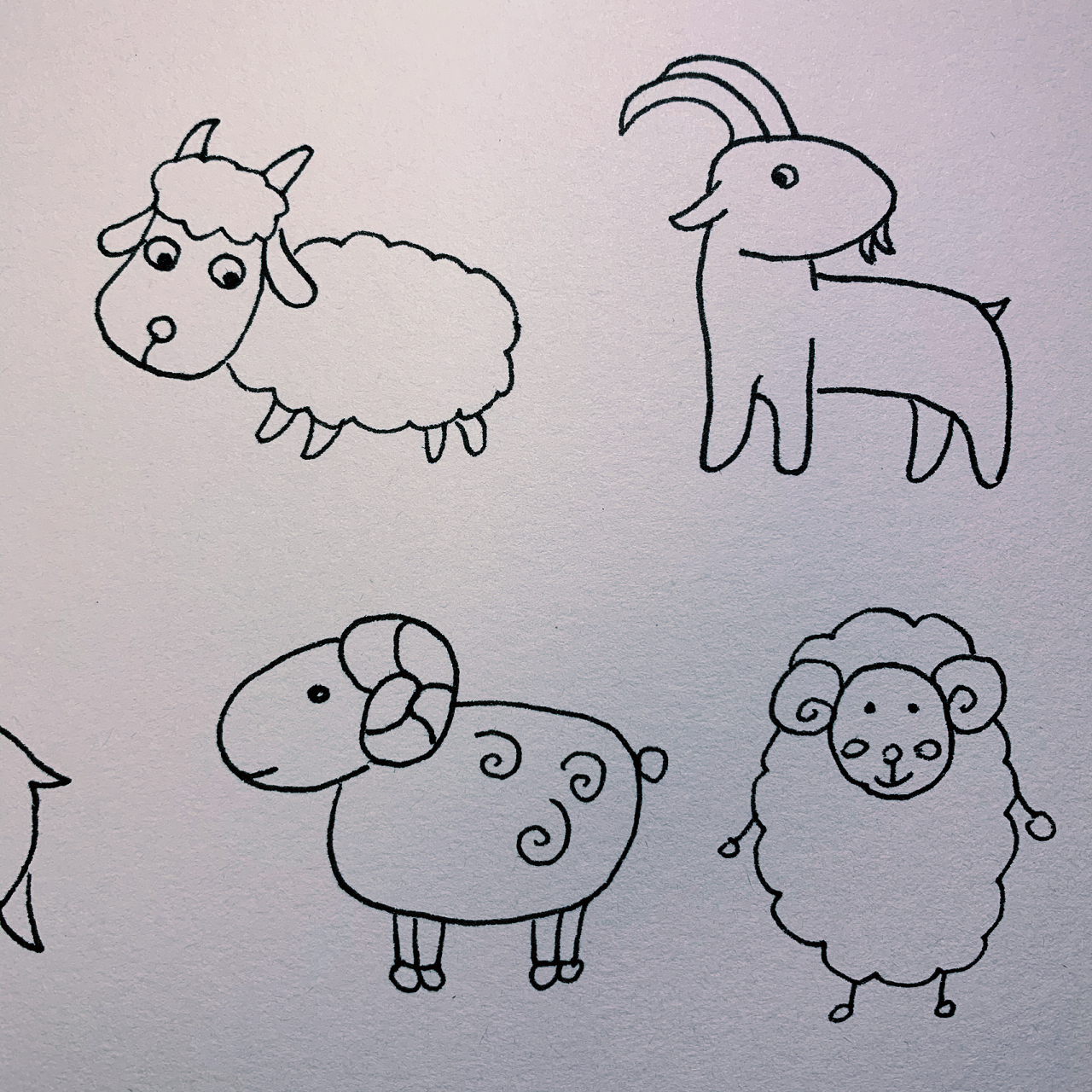 小羊怎样画图片