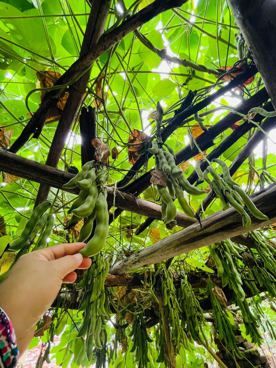 狗爪豆06有机种植,不是吃的快乐是看的悦 一串串好有爱,萌萌哒,狗爪