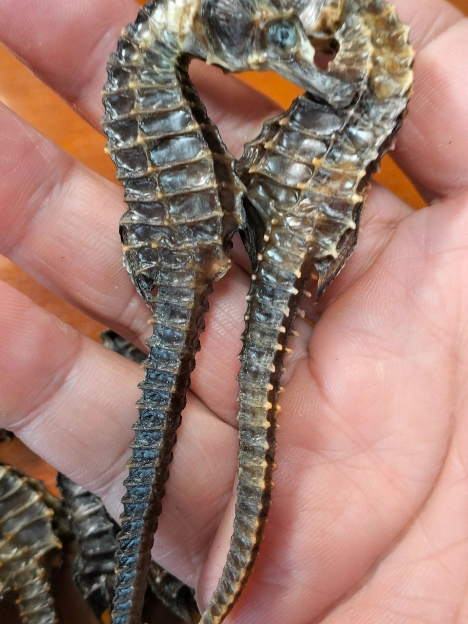 6只海马干,线纹海马,10克,客人计划泡2斤酒.