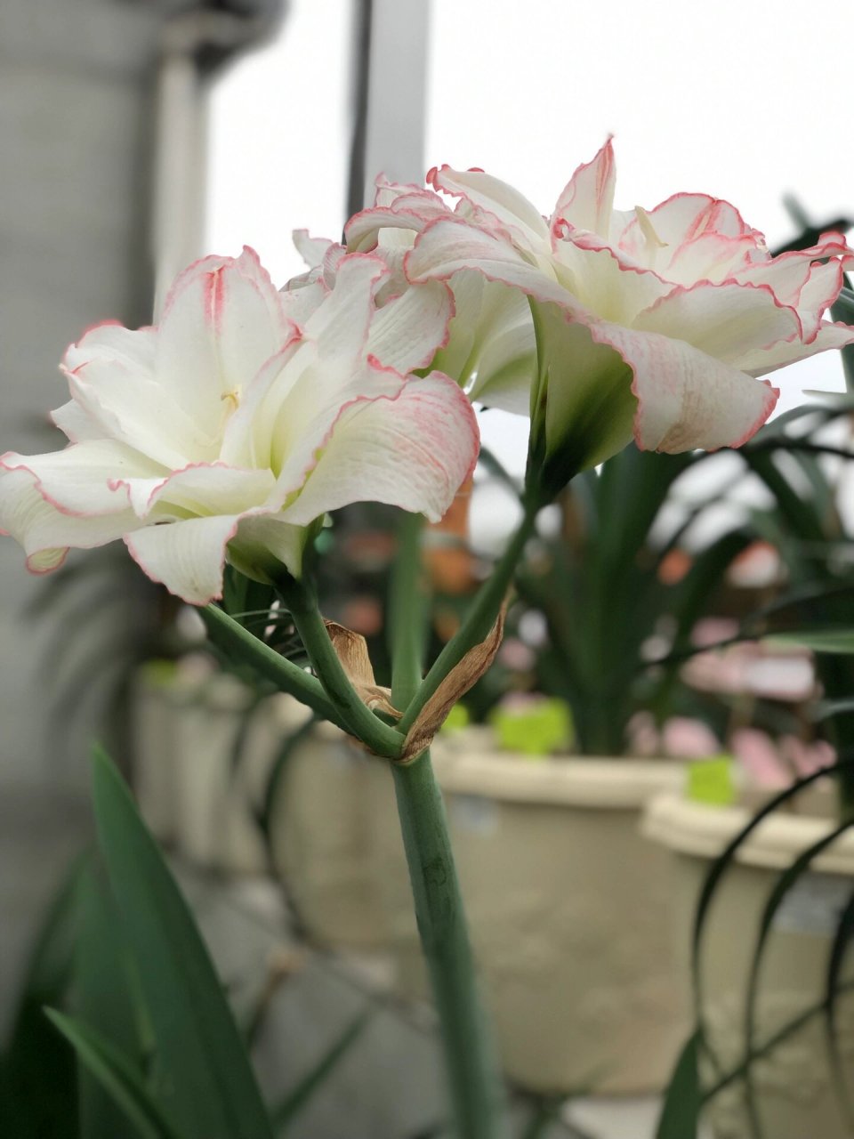 朱顶红,曦荷,非常仙,花如其名 作者非常喜欢的一个品种,虽然不是什么