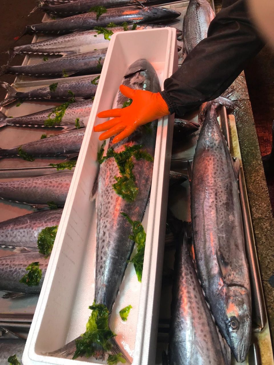 青岛本地沙子口鲅鱼 青岛本地鲅鱼,鲜鲅鱼非冷冻鱼,需要的联系我,青岛