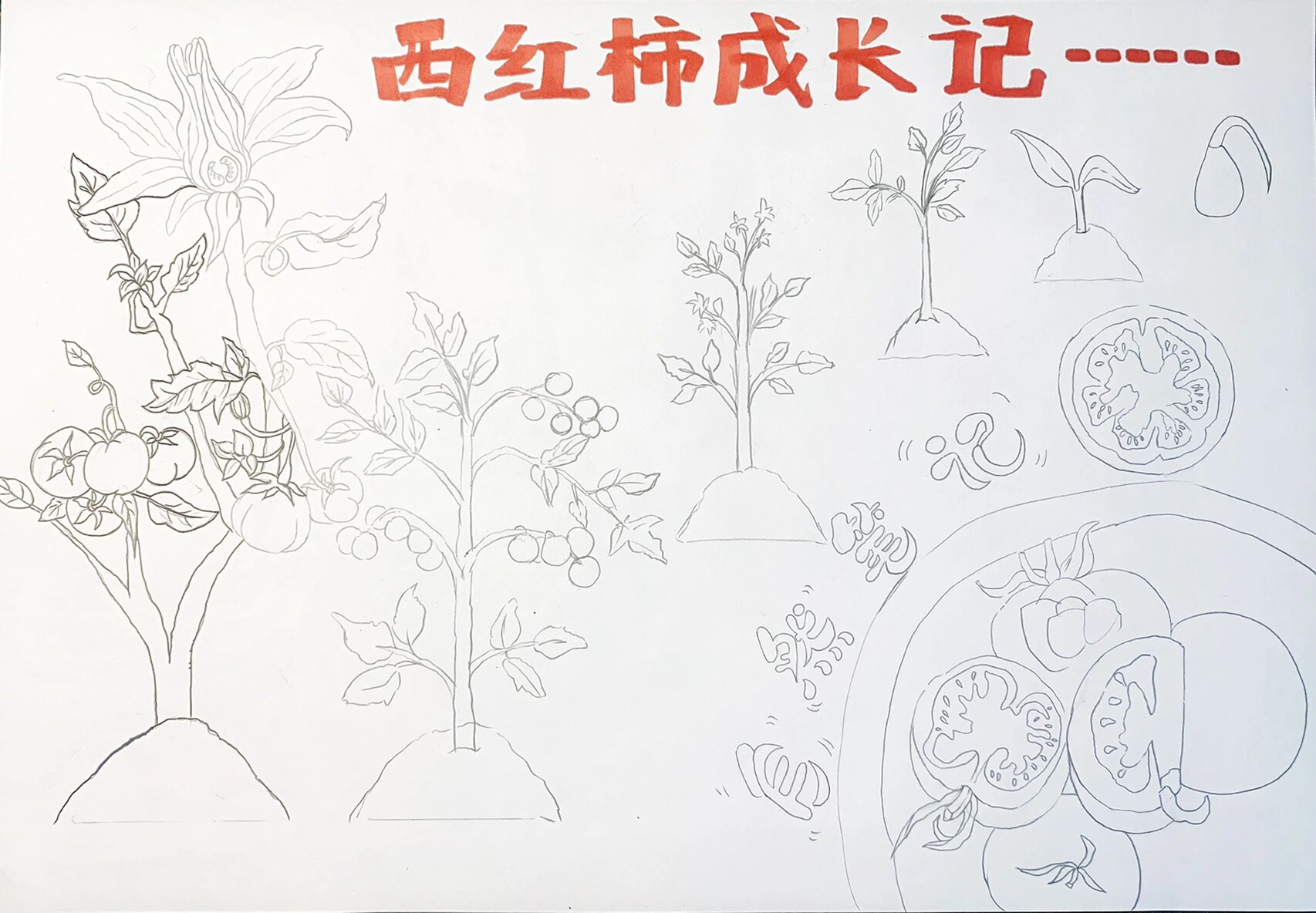 科学作业:《自然笔记-西红柿🍅成长记》