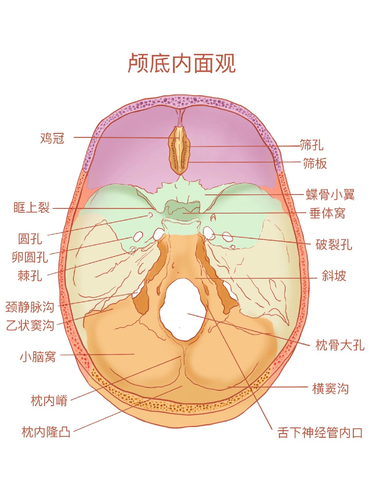 枕骨凹陷图片图片