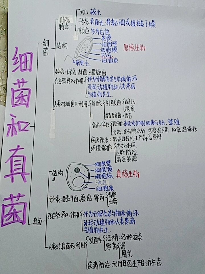 微生物思维导图八年级图片