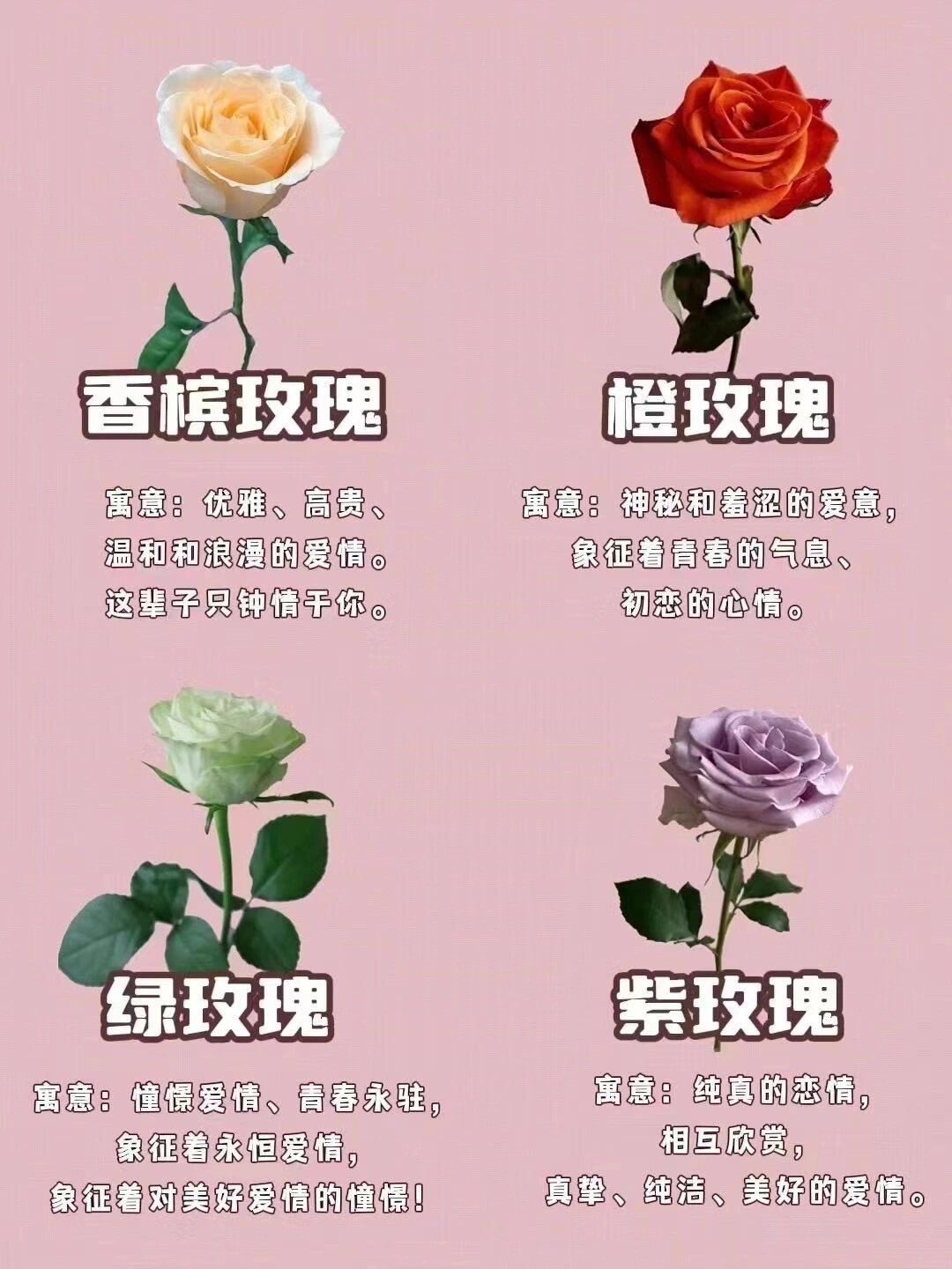 不同颜色玫瑰的寓意