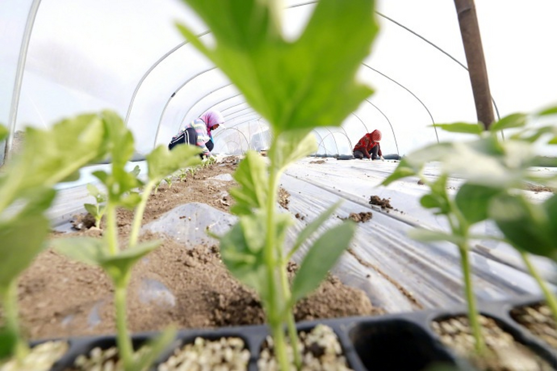 春好正是耕种时#【#春耕春播春管新图景#】近日,随着气温回暖,各地