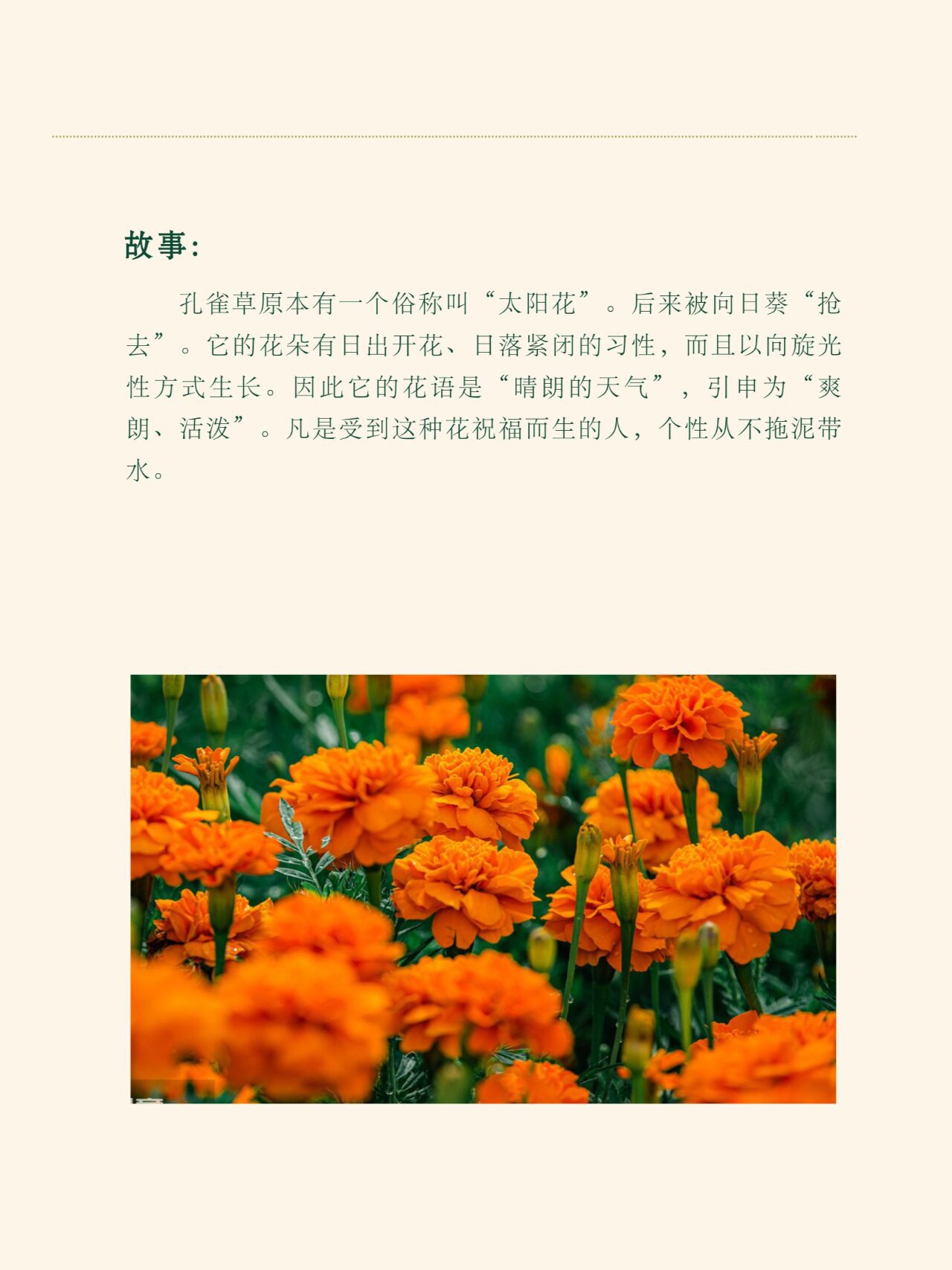 花语花事131-孔雀草 孔雀草 别名:小万寿菊,红黄草,西番菊,臭菊花
