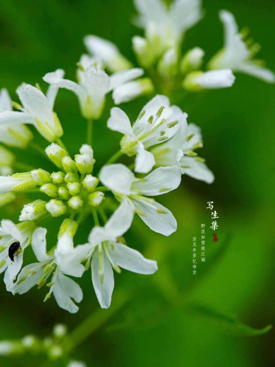 白花碎米荠(学名:cardamine leucantha (tausch) o.e.
