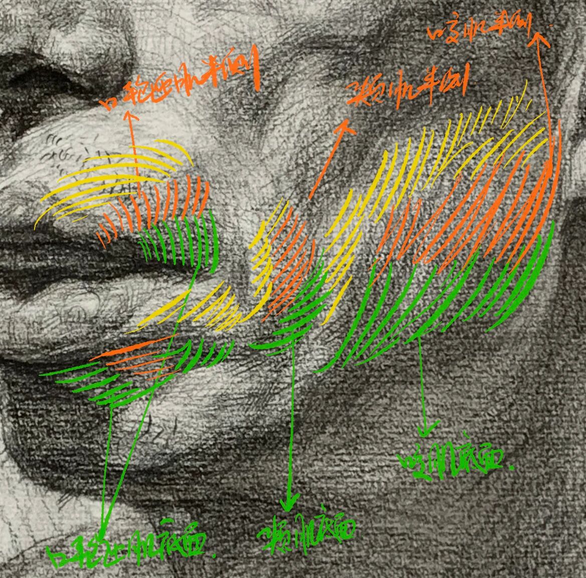 素描头像|如何画好口轮匝肌,颊肌,咬肌?