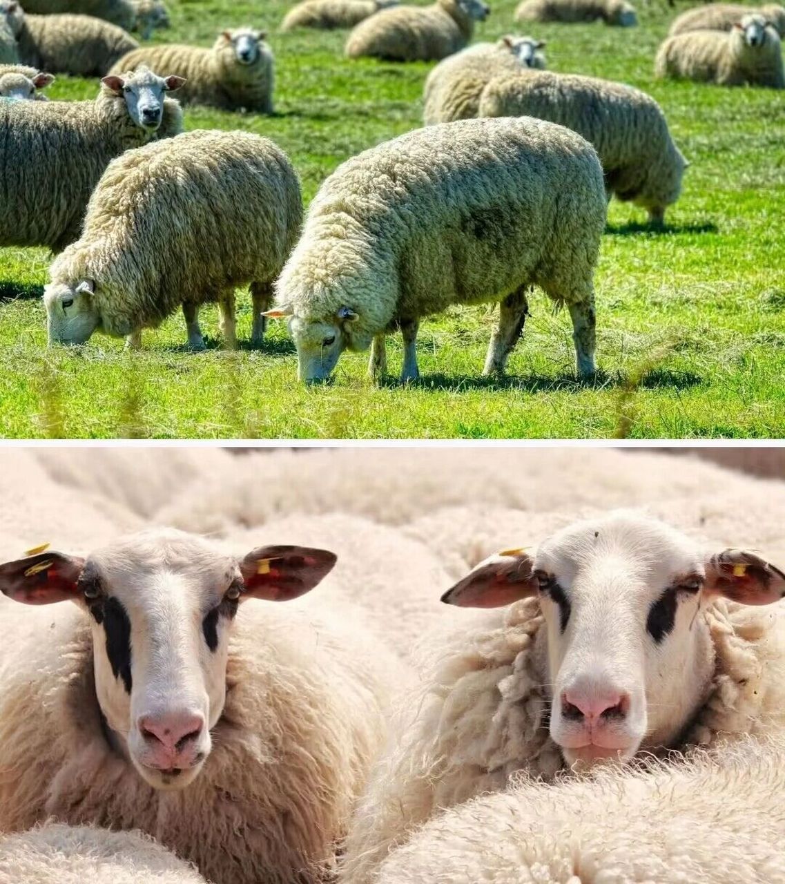 幼师必备6015小班美术《小绵羊新衣服》 配套教案,课件,教具打印