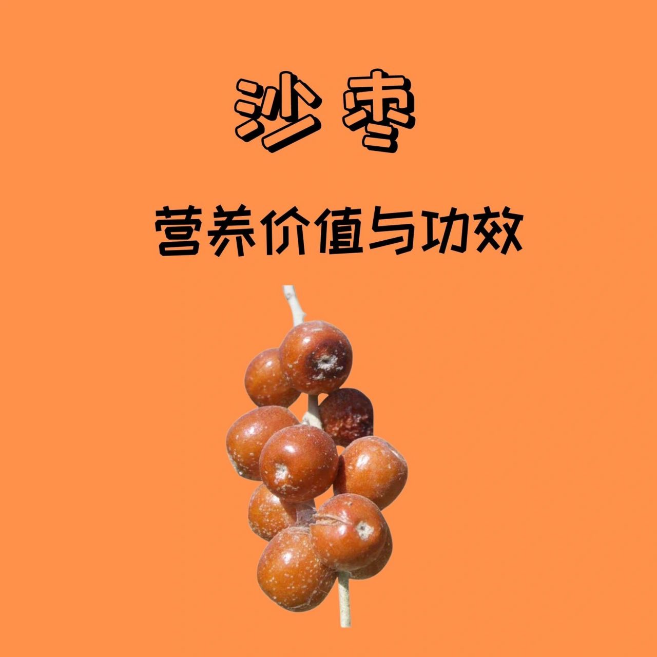 沙枣胶的功效与作用图片