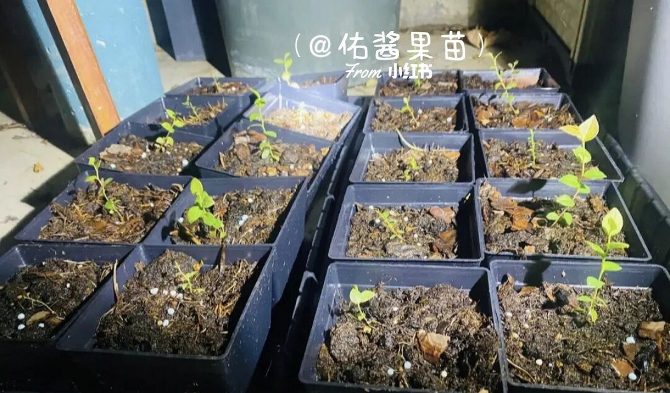 那些年闲来无事做的尝试 昨天有宝子问籽播蓝莓 当年也做过这事[偷笑]