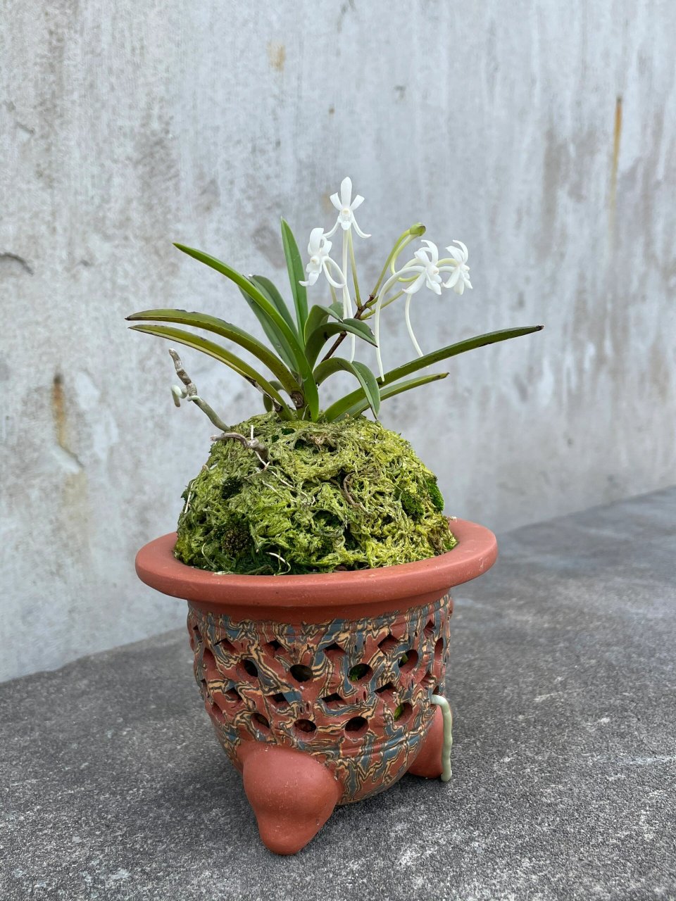 欣赏 掌中宝舟山风兰 春末夏初,风兰幽香,清新淡雅!