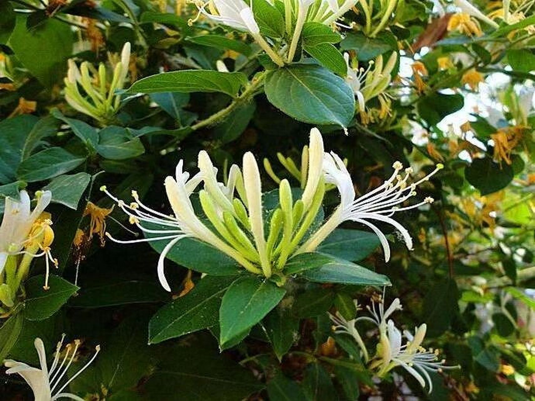 一起来认识忍冬藤 金银花藤,是一个很好的药材,价格比金银花便宜很多