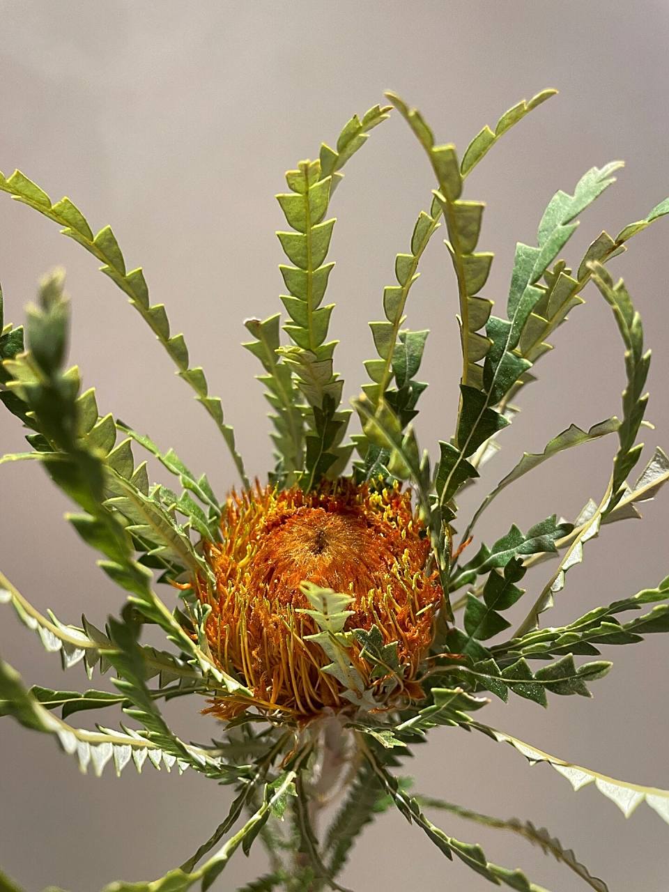 小众花材分享张牙舞爪的"黄金佛塔"好有趣 一个超级适合做干花的花材!