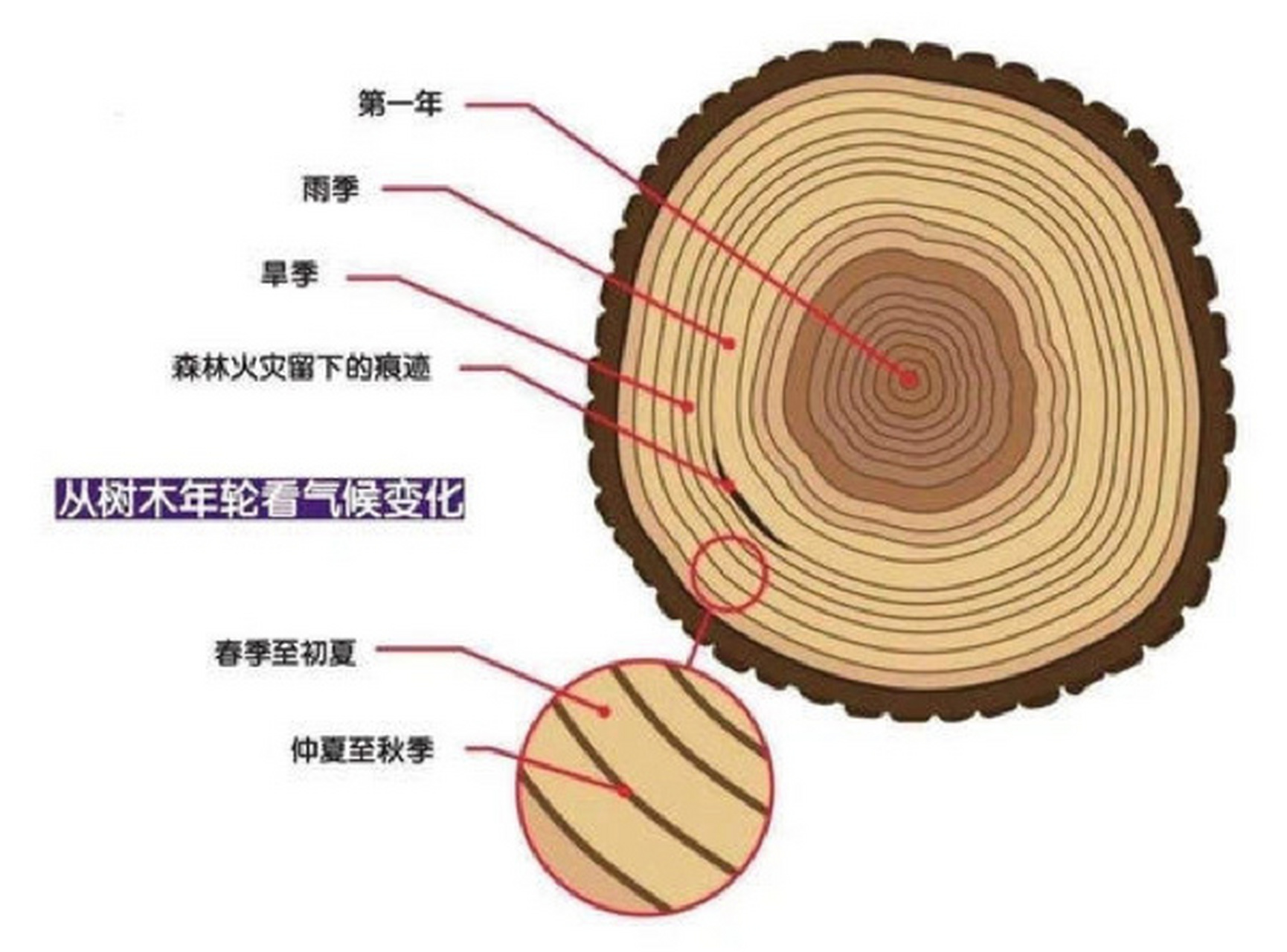 树的年轮怎么辨别方向图片