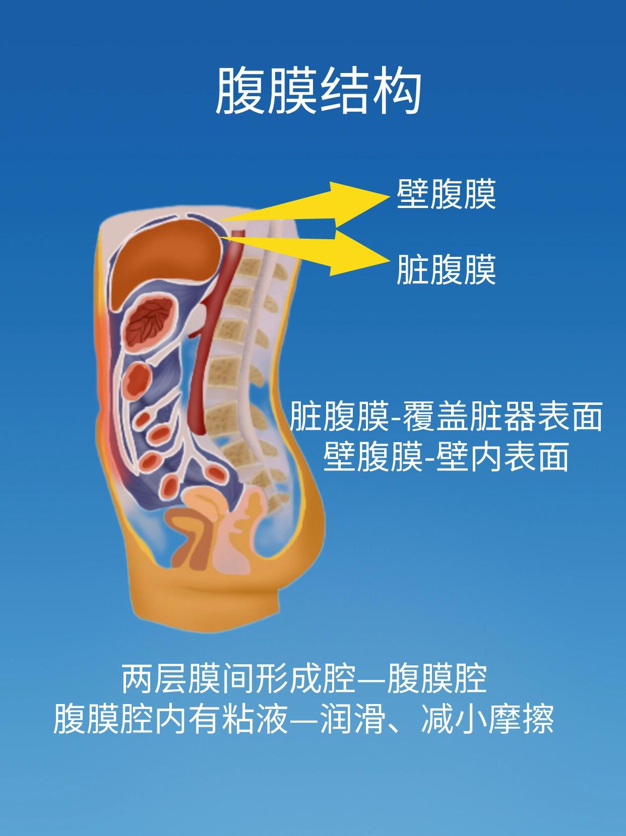 壁腹膜和脏腹膜图解图片