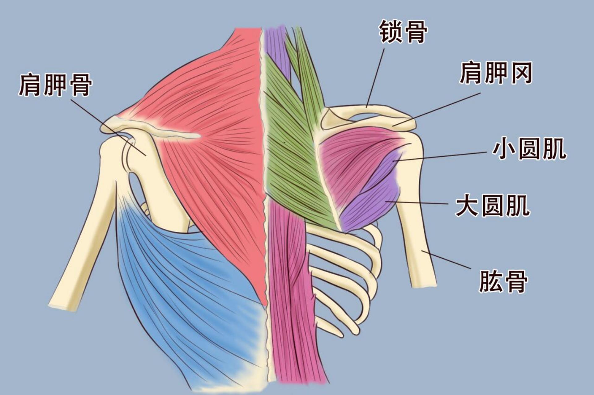 大圆肌松解图片