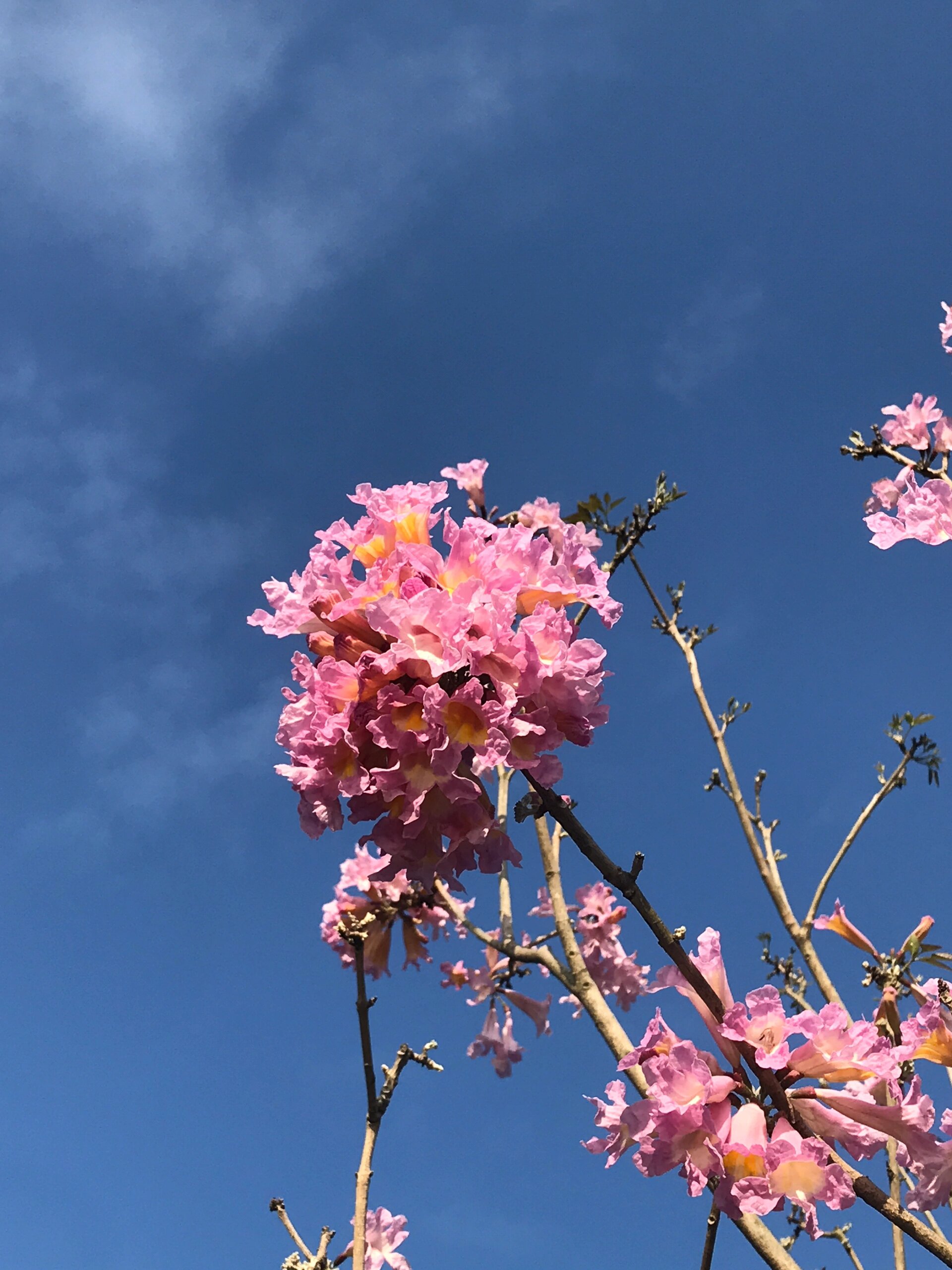 紫花风铃木的诗词图片