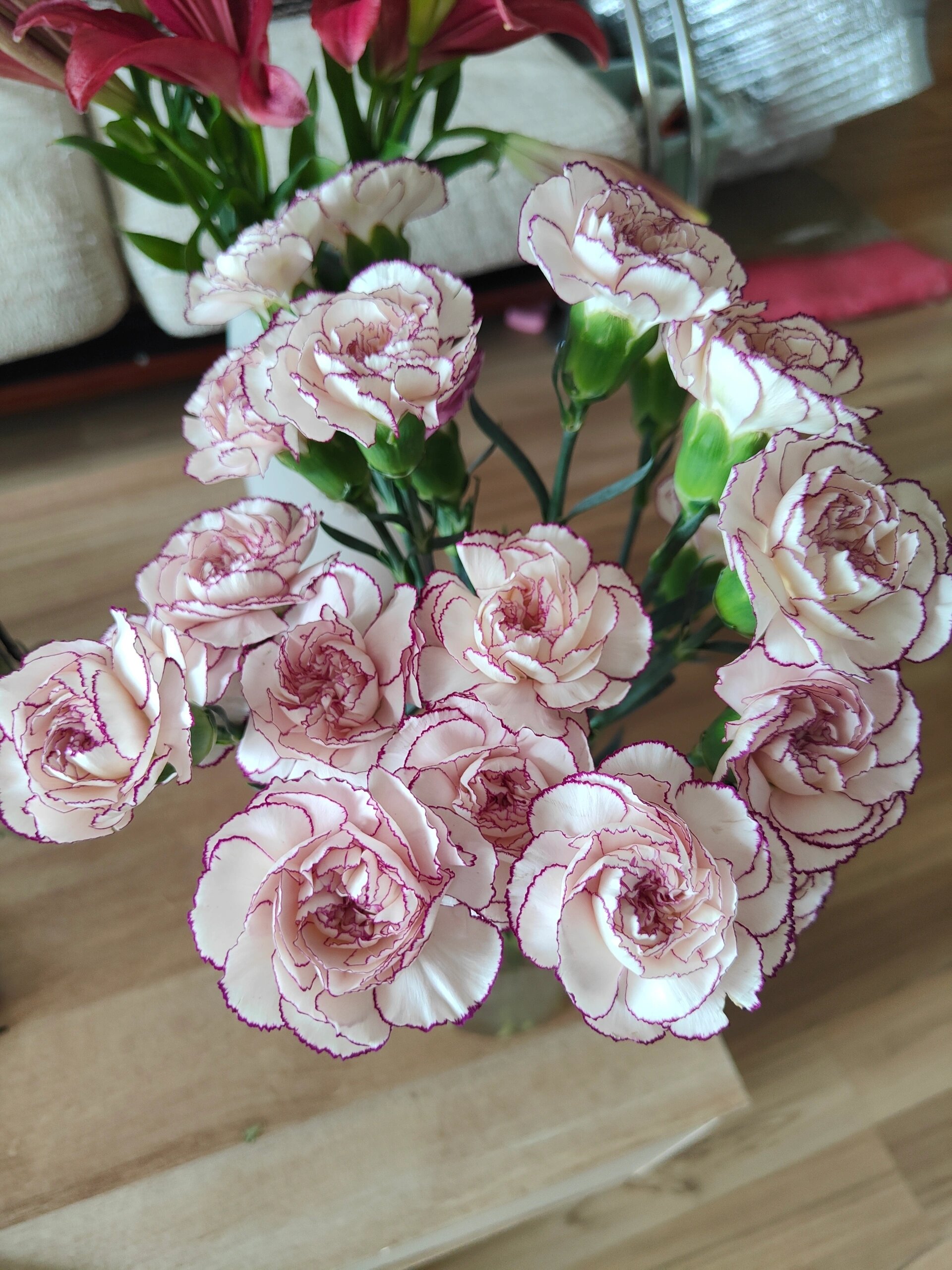 紫精灵95康乃馨 白色紫边康乃馨,图片平平无奇,实物很精致的,内瓣外