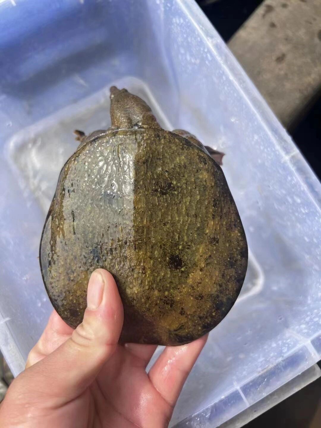 极品沙鳖