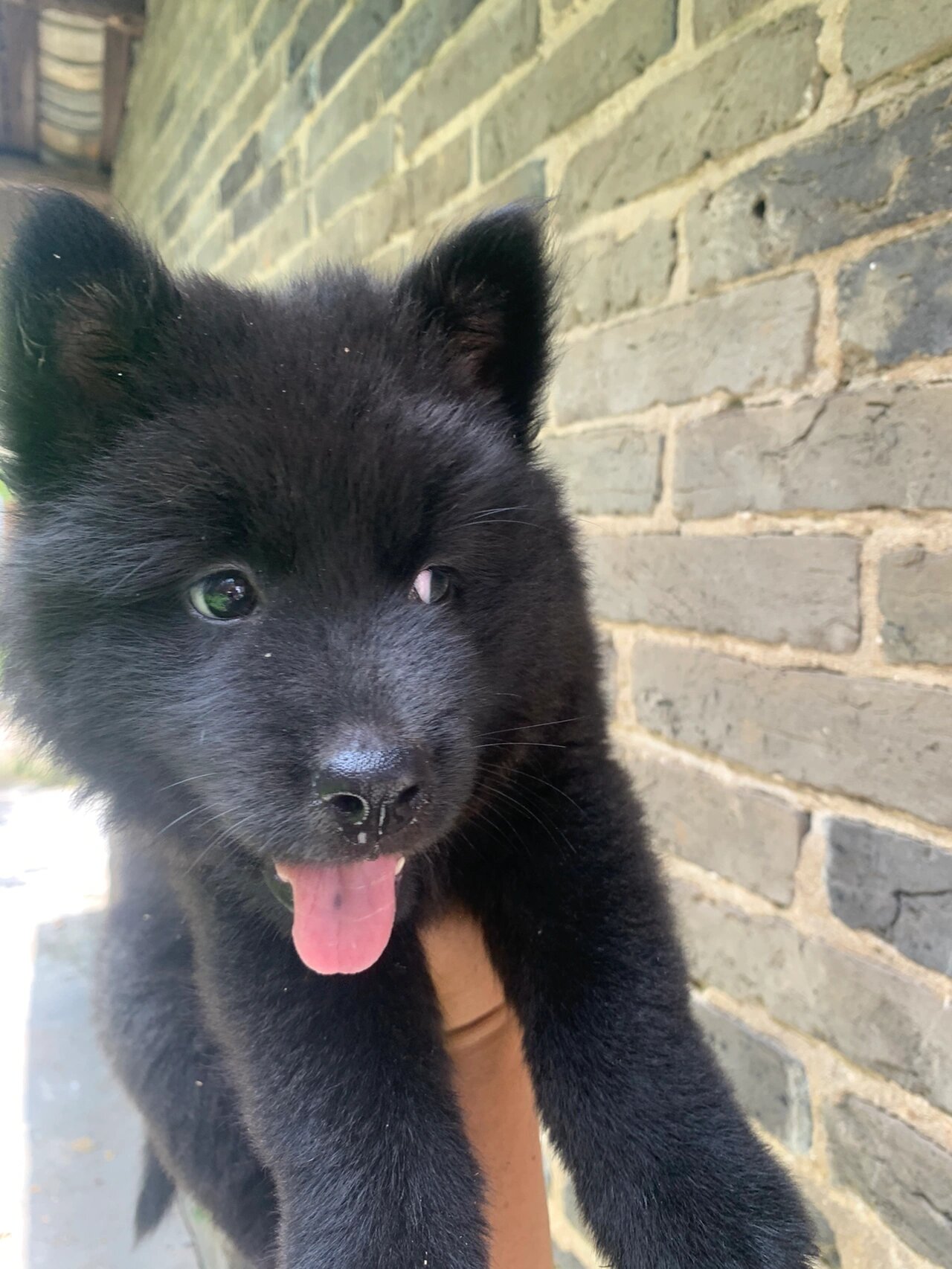 纯种中华田园犬广西土松黑熊