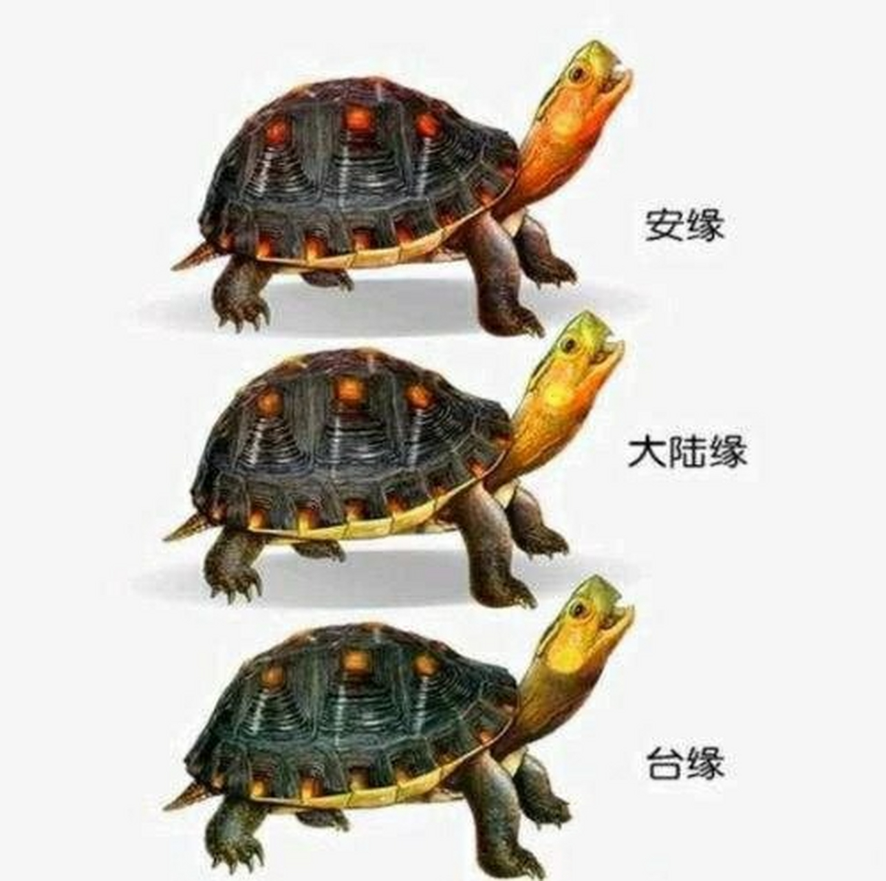 乌龟的种类图解图片