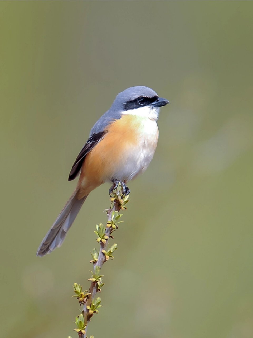 灰背伯劳 灰背伯劳(学名:lanius tephronotus)为伯劳科伯劳属的鸟类