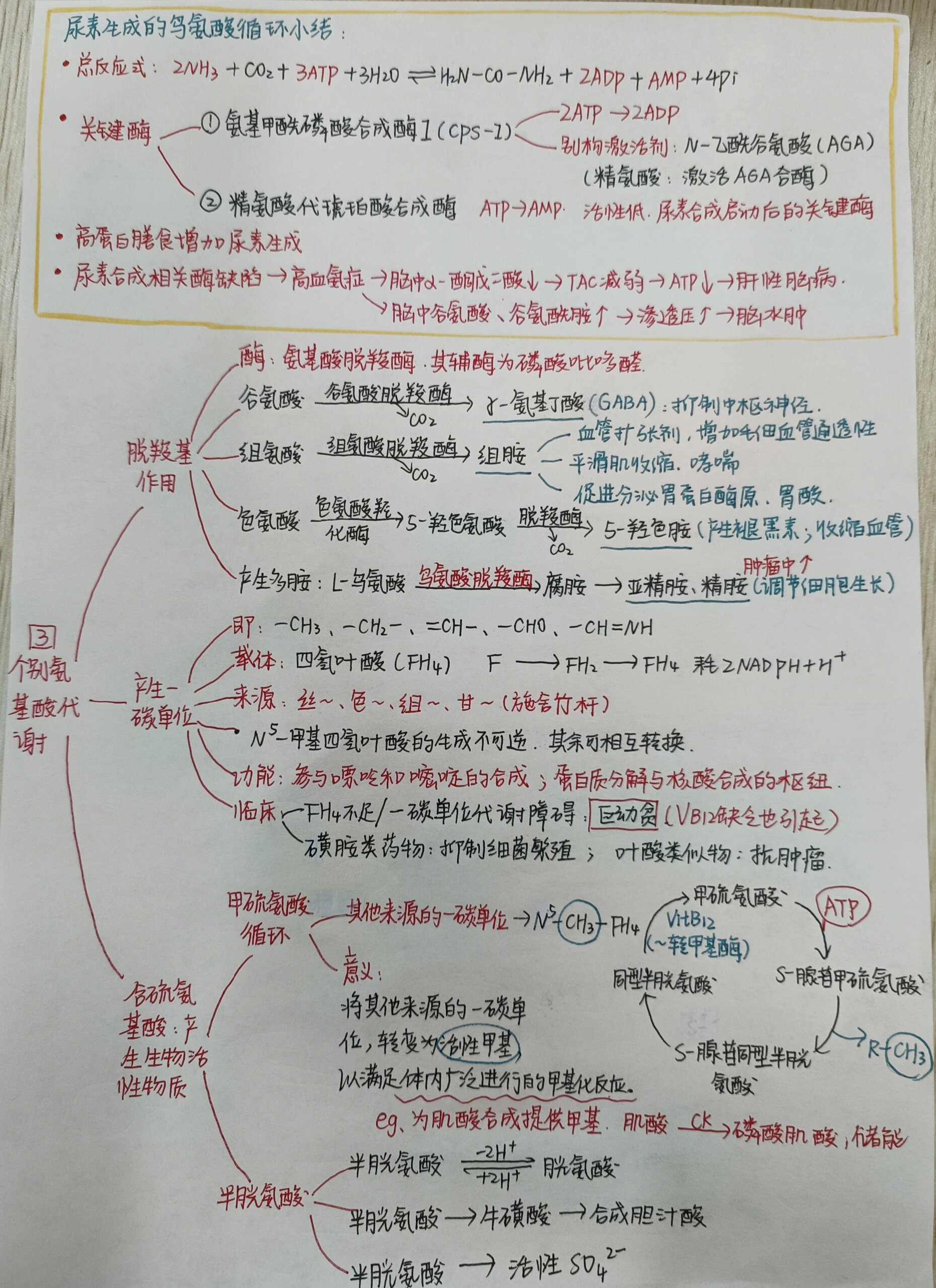 必需氨基酸思维导图图片