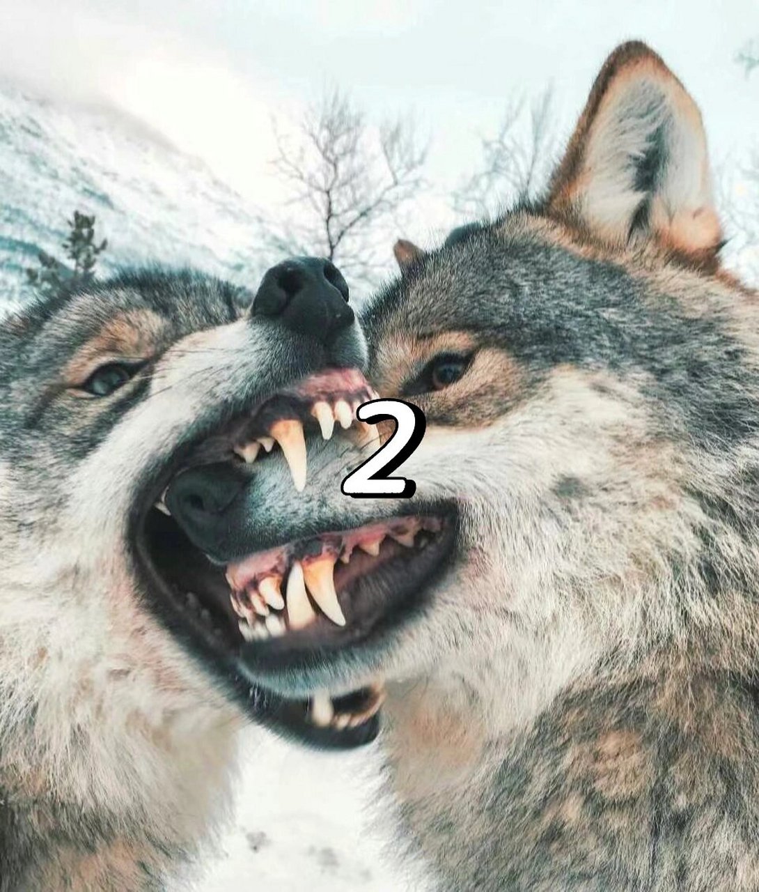 狼王梦:重生吧!紫岚 2.是你吗?紫岚?