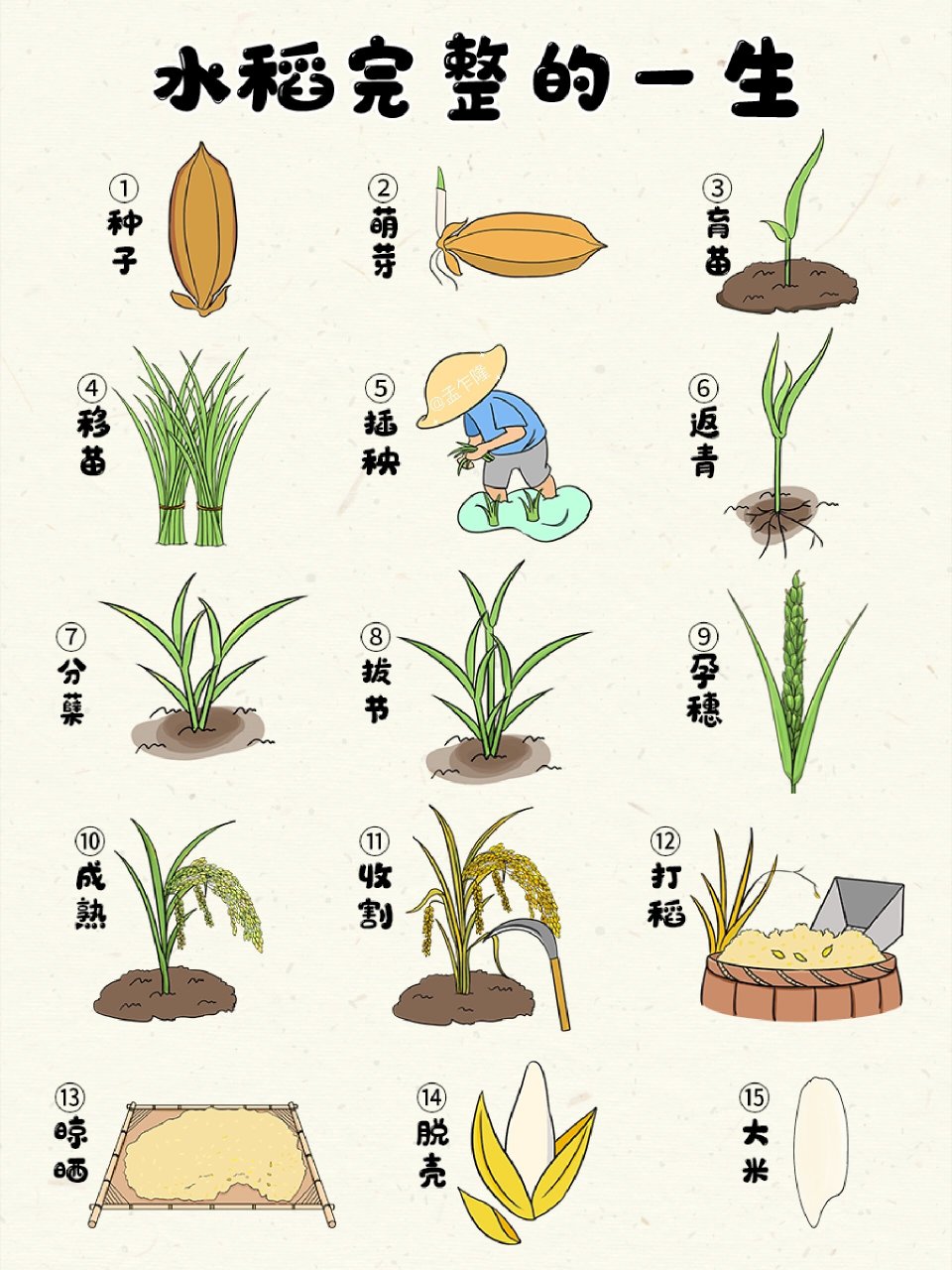 秋收冬藏,新米上市9715步了解水稻的一生 亲爱的小朋友大朋友们