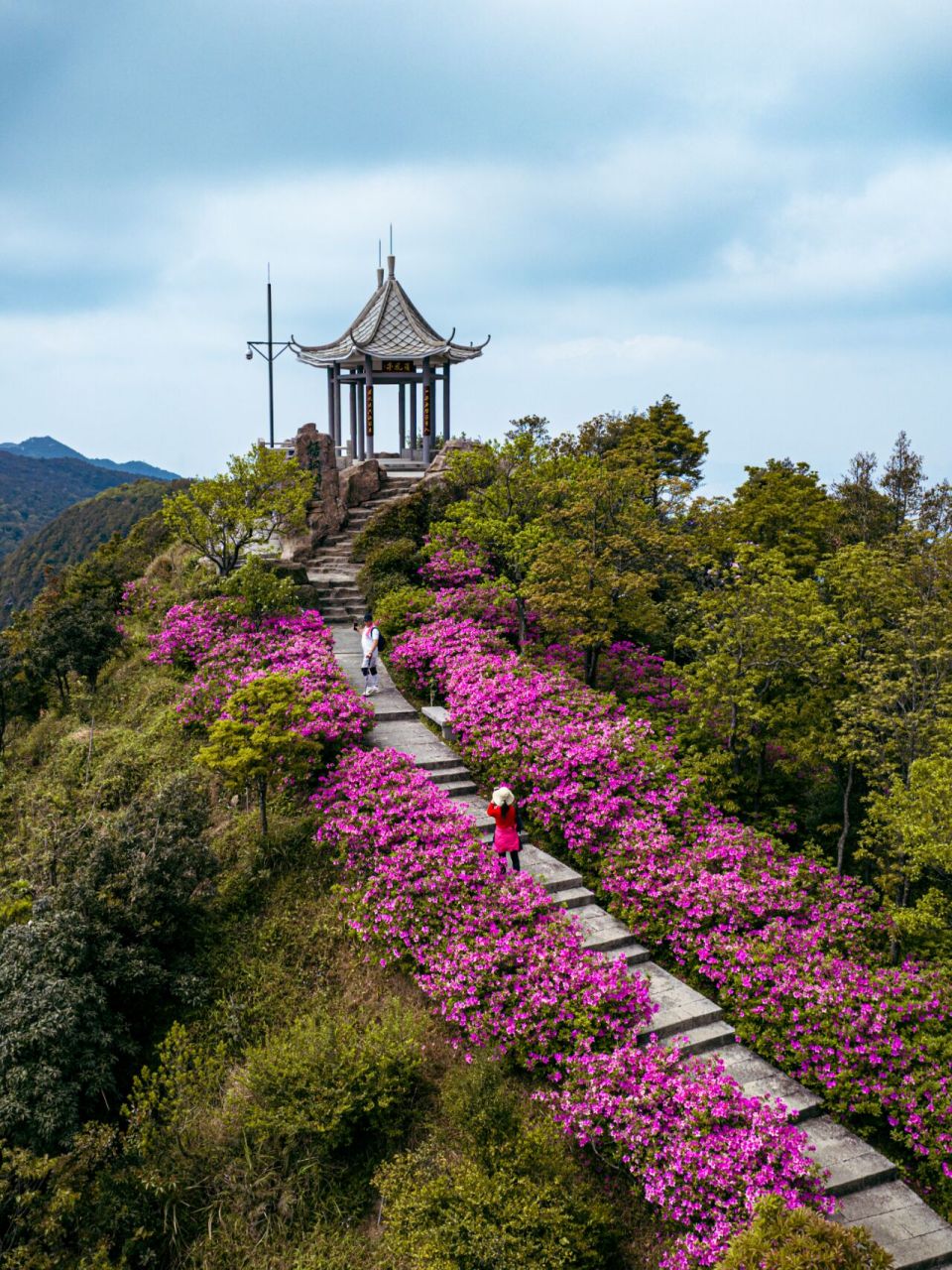 梧桐山看花图片