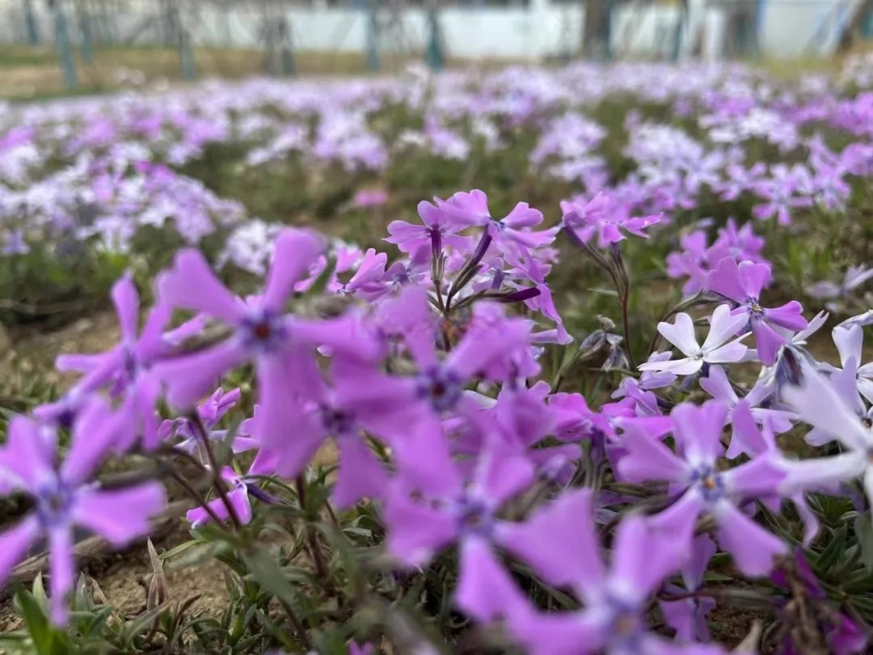 合肥园博园0202近70亩芝樱进入盛花期,红的红,粉的粉,紫的紫