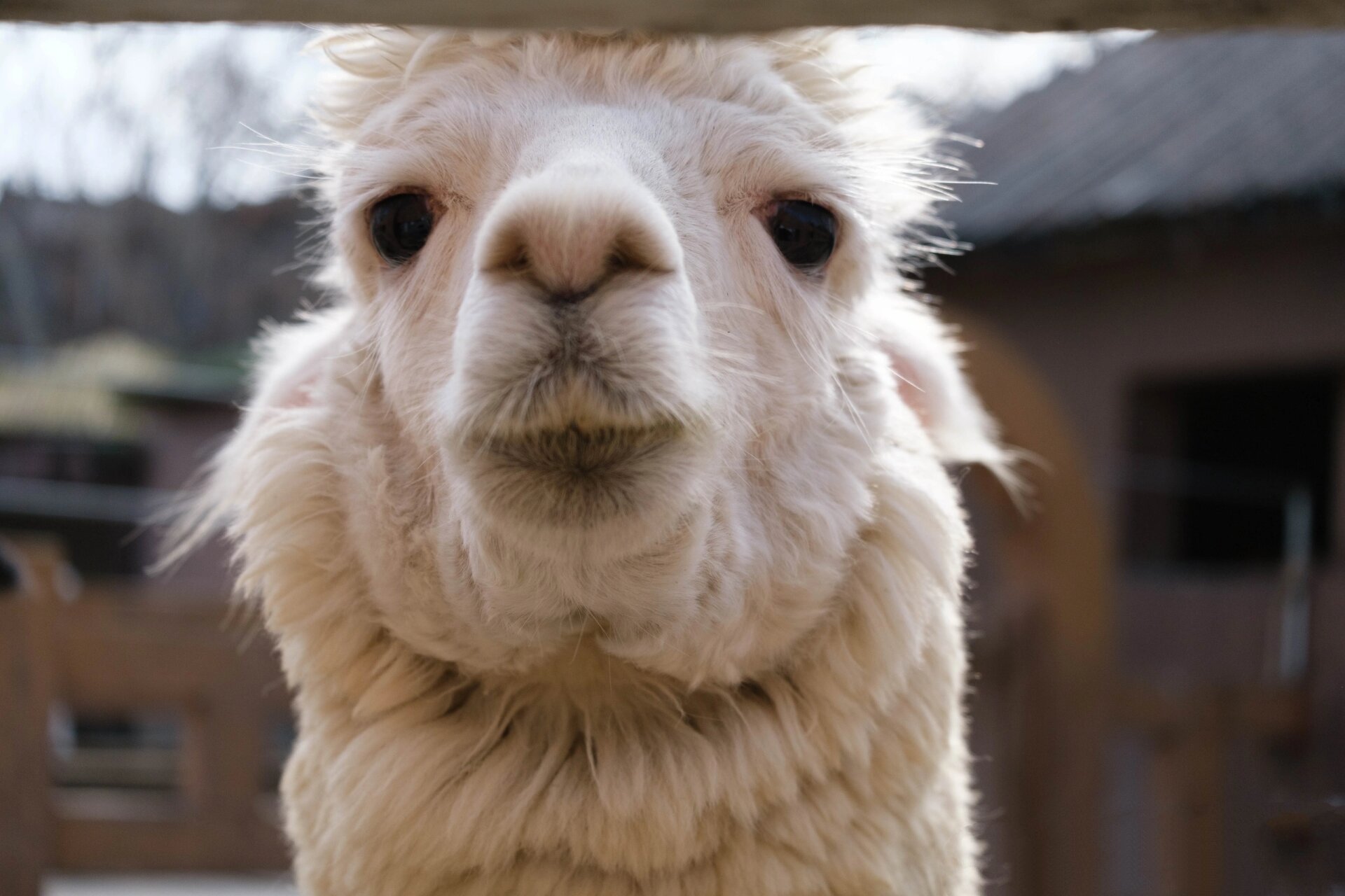 连云港新浦动物园 羊驼的发型真的很像达康书记的老婆欧阳菁