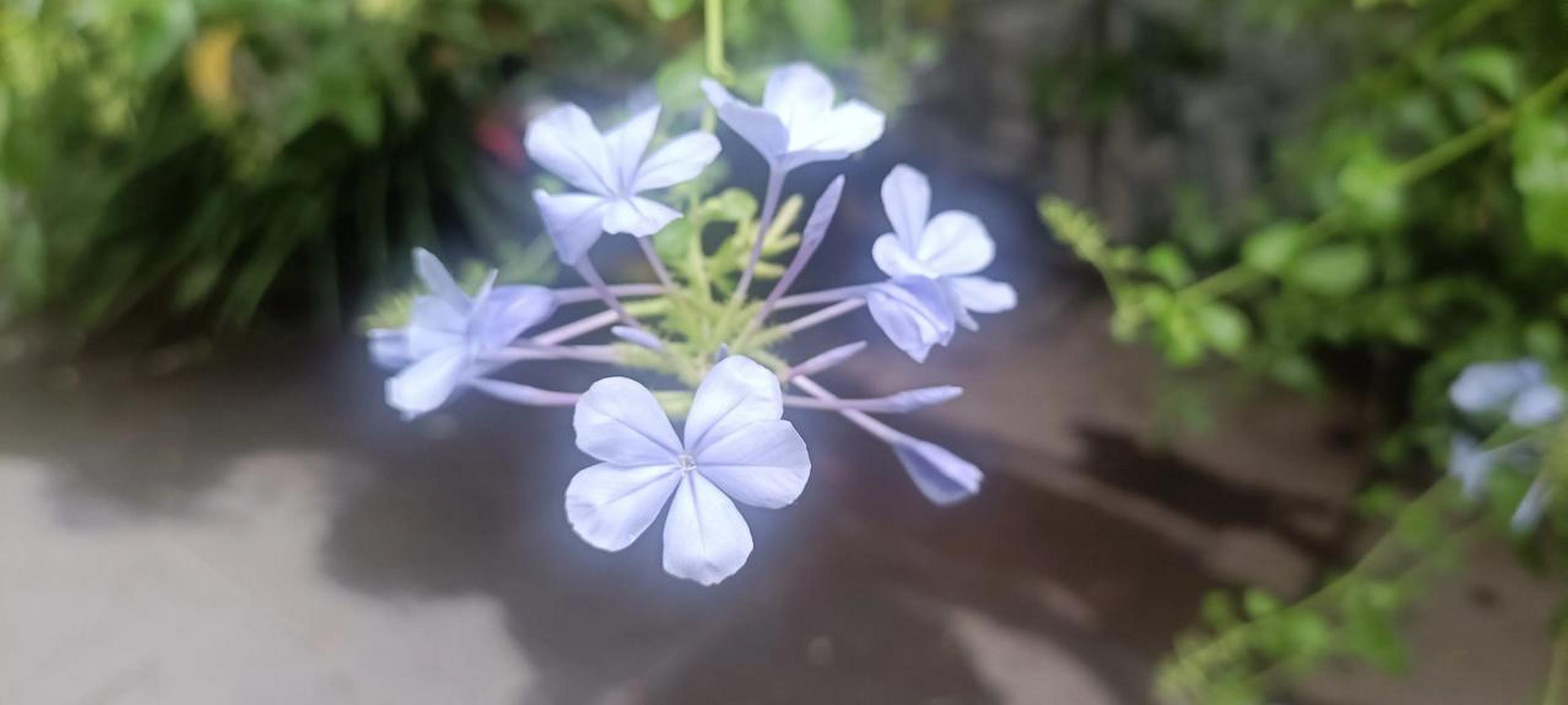 夏日賞花時刻 藍雪花,從春開到冬,六個花瓣六個夢,伴隨你走過四季