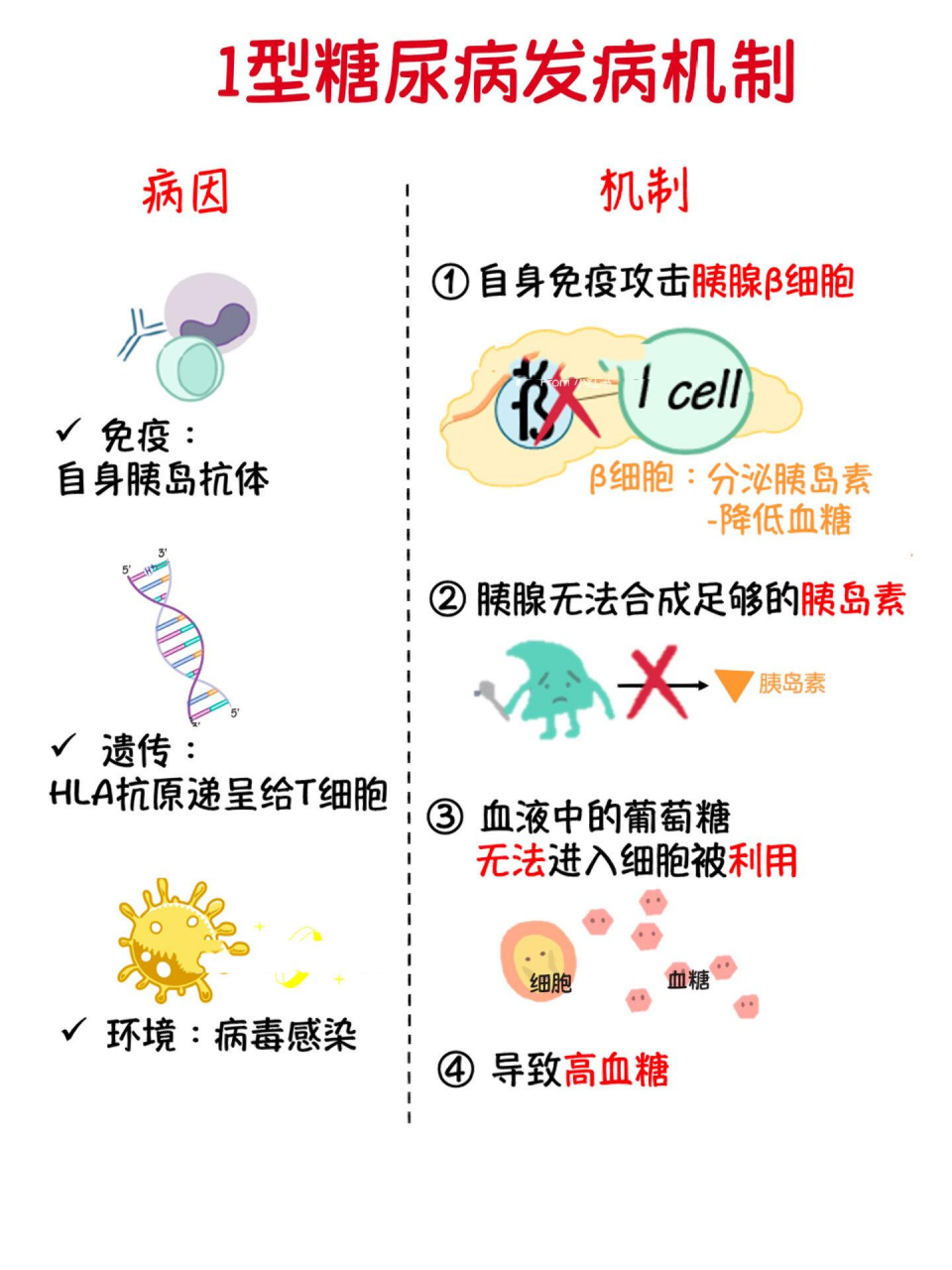 科普52 | 一型糖尿病的病因和发病机制 接上期,上期讲完二型糖尿病