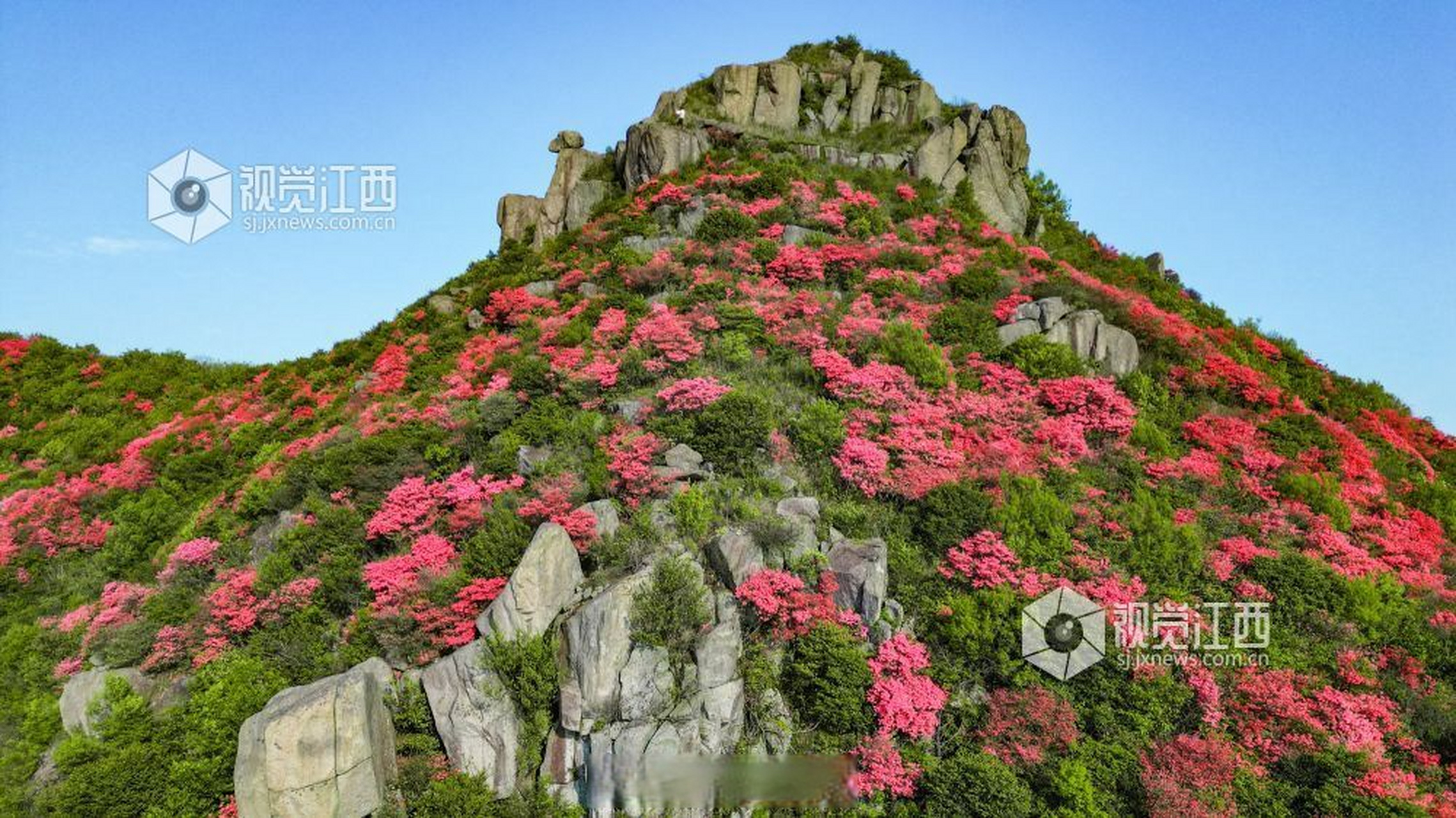 总要来趟江西吧#【江西丰城:升华山杜鹃花开】4月21日, 在江西省丰城