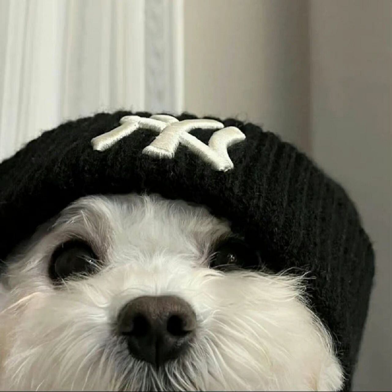 酷酷的小狗真的很适合做头像 太喜欢了