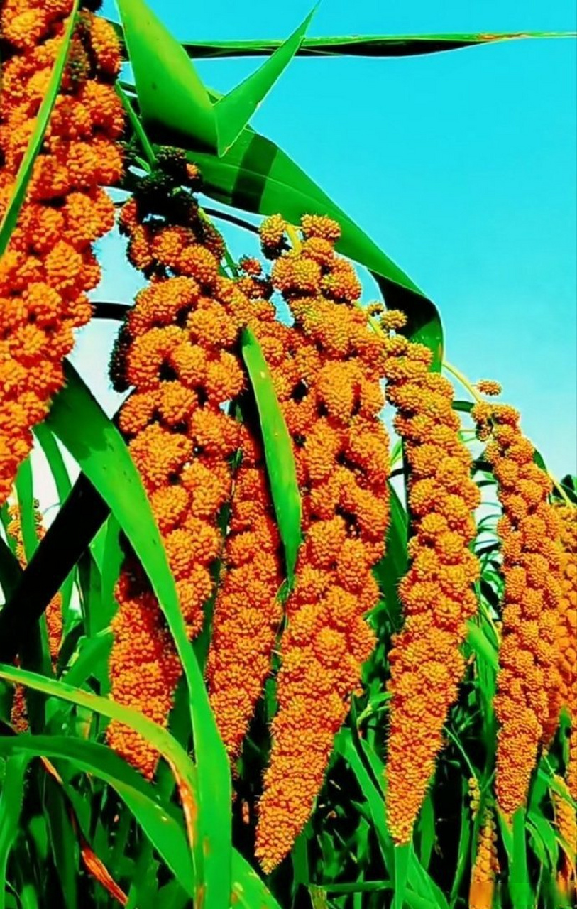 高粱笑红了脸,谷子笑弯了腰.看,庄稼又丰收了[大笑][耶]